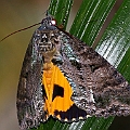 Fruit Piercing Moth (Eudocima fullonia)<br />Canon EOS 6D + EF400 F5.6L + SPEEDLITE 580EXII + Better Beamer
